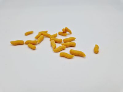 MAGGOTS POP UP