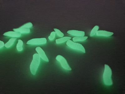 NEON GRUBS FLUORESCENTE GREEN POP UP