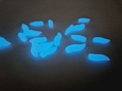 NEON GRUBS FLUORESCENTE BLUE POP UP
