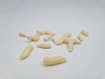 MAGGOT POP UP LARGE