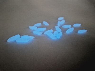 NEON GRUBS FLUORESCENTE BLUE POP UP