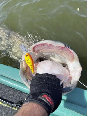 CRANKER - ZOMBIE AMARILLO