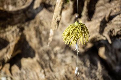 SEÑUELO CON GUSANO REAL