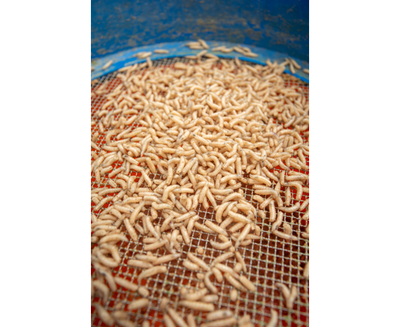MAGGOT GLUE