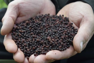 CHEESY GARLIC PELLET