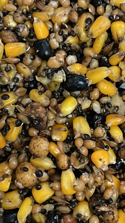 Mix Granaglie Alta Qualità – 3kg di Mais, Tigher-Nut, Canapa e Altro | Tancho Shop