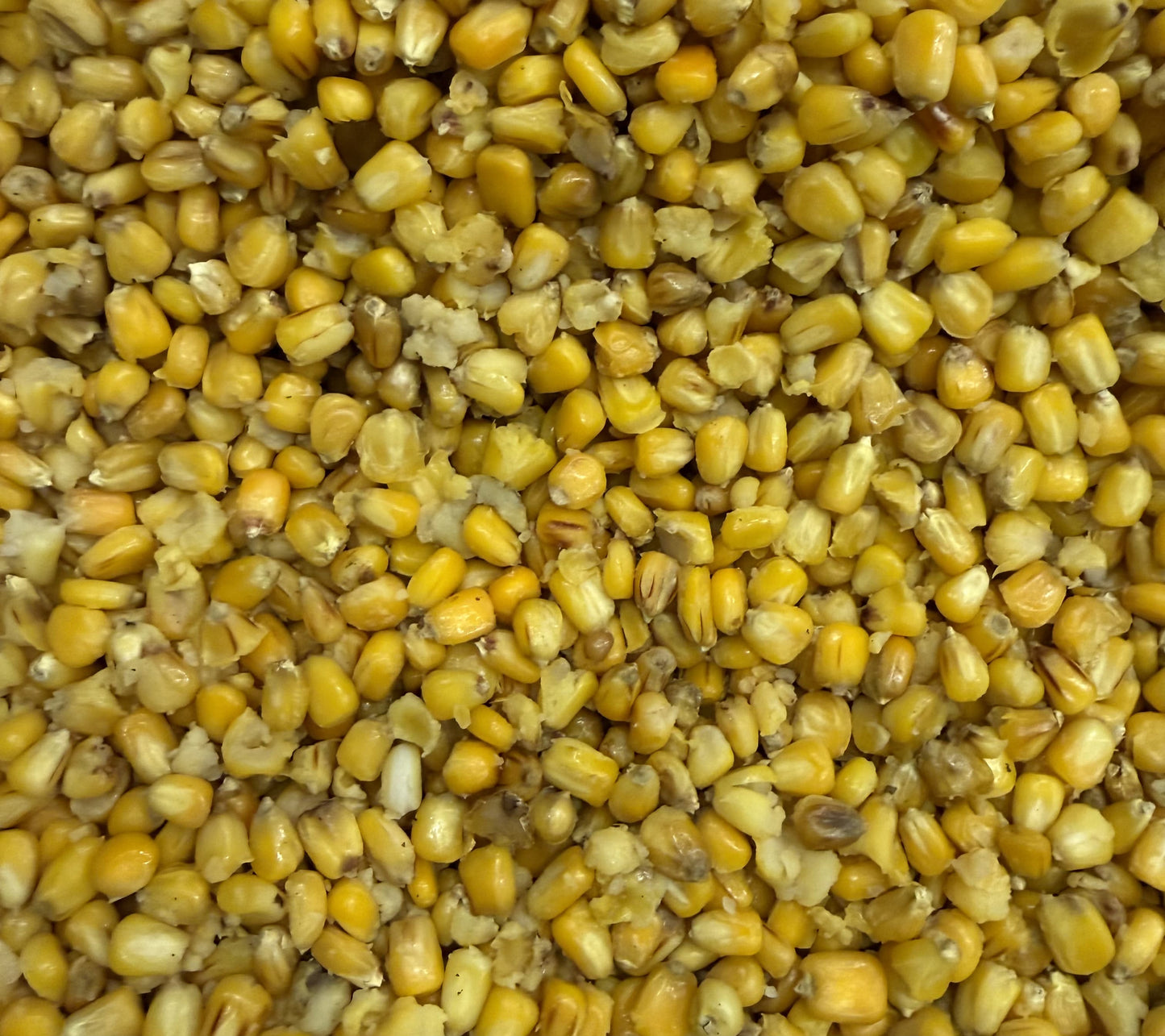 T-CORN